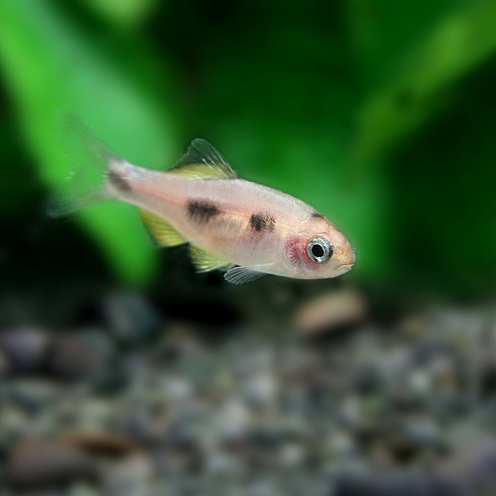 楽天市場 熱帯魚 生体 バタフライバルブ 約２ ３cm １ペア 水槽 熱帯魚 観賞魚 飼育 生体 通販 販売 アクアリウム あくありうむ ネオス 楽天市場店