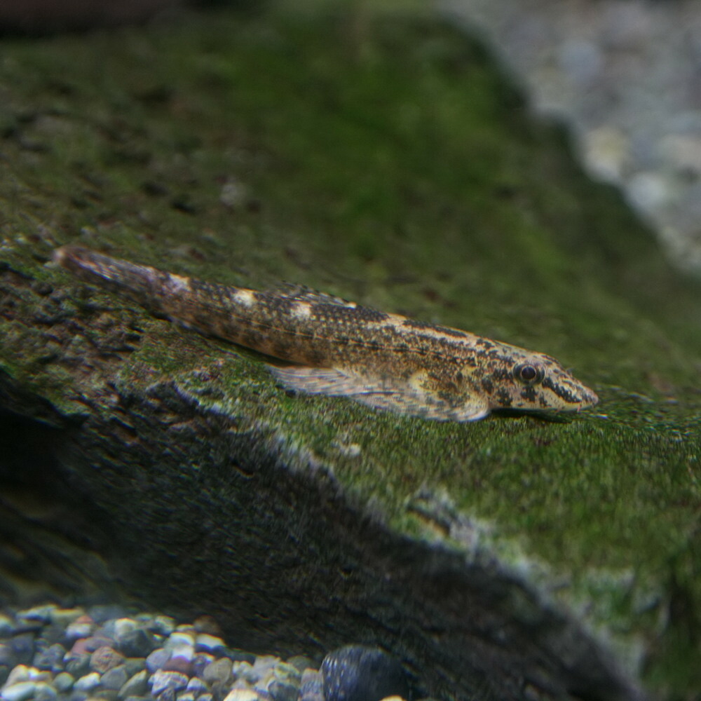 楽天市場 熱帯魚 生体 ミャンマーリザードフィッシュ 約３cm １匹 水槽 熱帯魚 観賞魚 飼育 生体 通販 販売 アクアリウム あくありうむ ネオス 楽天市場店