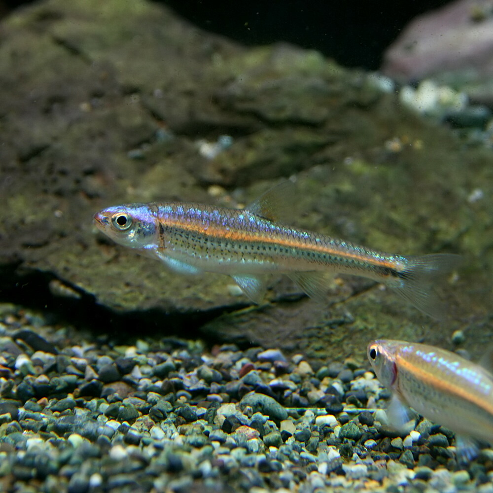 楽天市場 熱帯魚 生体 レインボーシャイナー 約５cm １匹 水槽 熱帯魚 観賞魚 飼育 生体 通販 販売 アクアリウム あくありうむ ネオス 楽天市場店