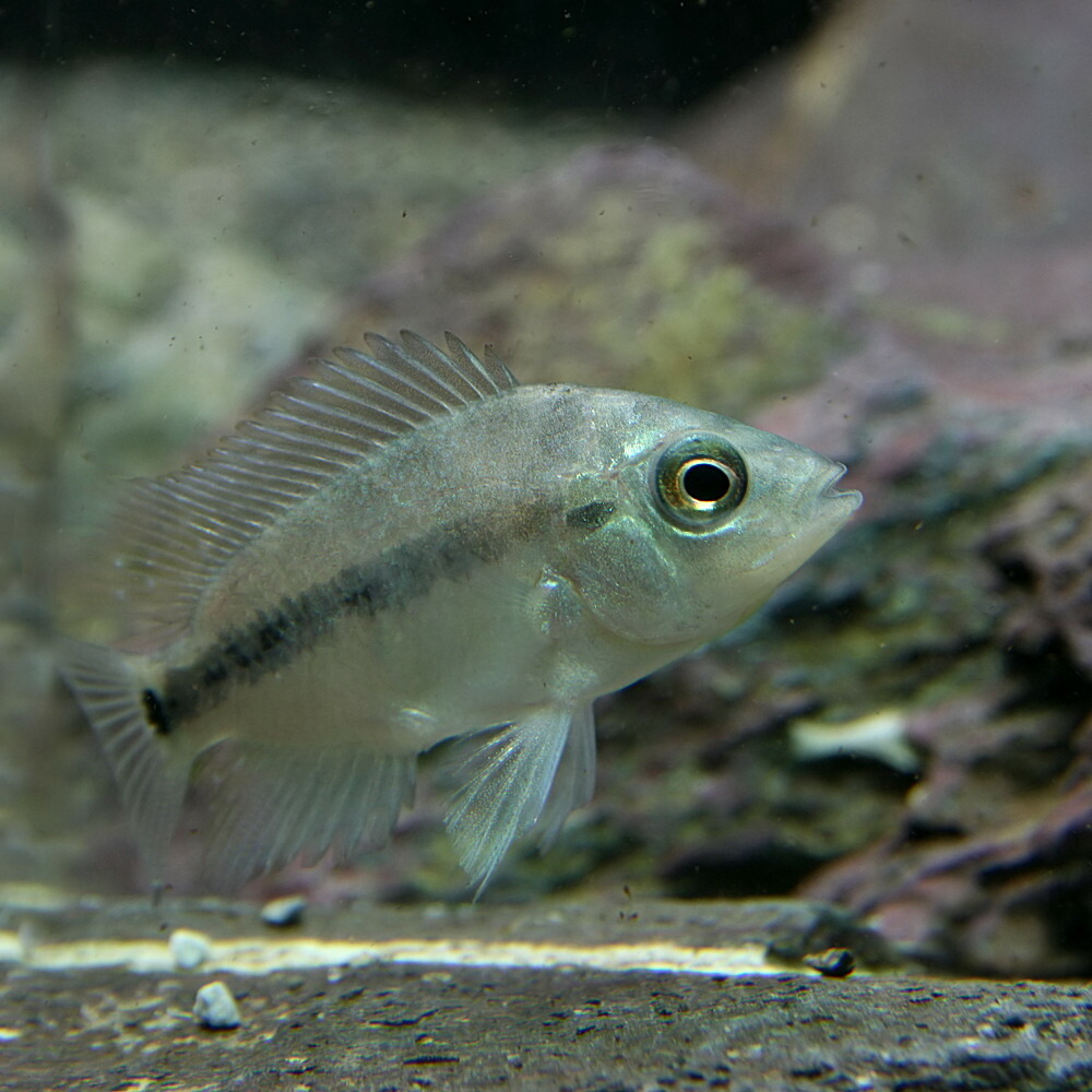 楽天市場 熱帯魚 生体 フラミンゴシクリッド 約５ ６cm １匹 水槽 熱帯魚 観賞魚 飼育 生体 通販 販売 アクアリウム あくありうむ ネオス 楽天市場店