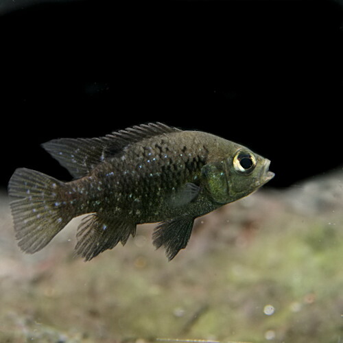 楽天市場 熱帯魚 生体 パラティラピア ポレニィ 約３ ４cm １匹 水槽 熱帯魚 観賞魚 飼育 生体 通販 販売 アクアリウム あくありうむ ネオス 楽天市場店