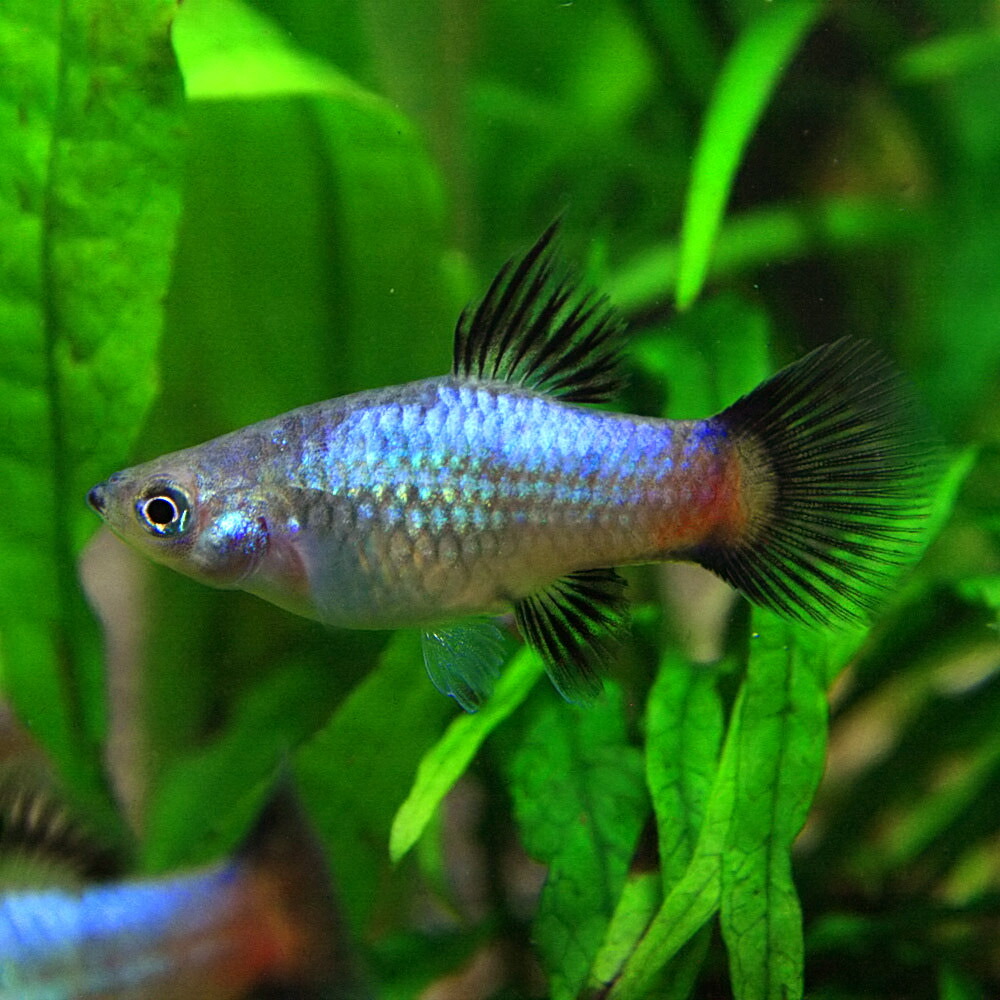 楽天市場 熱帯魚 生体 レインボープラティ 約３cｍ ６匹 水槽 熱帯魚 観賞魚 飼育 生体 通販 販売 アクアリウム あくありうむ ネオス 楽天市場店