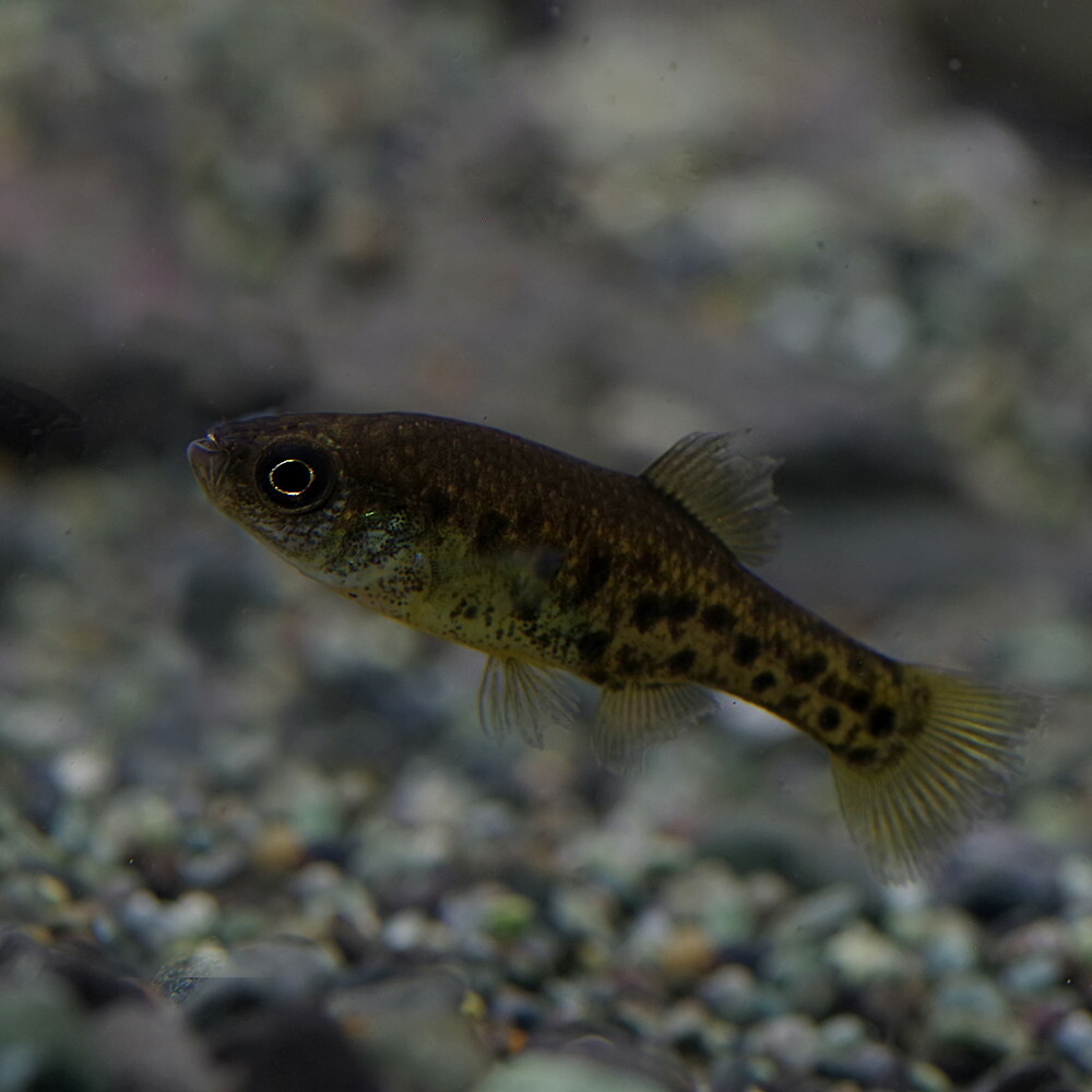 楽天市場 熱帯魚 生体 チャパリクティス パルダリス 約３cm １匹 水槽 熱帯魚 観賞魚 飼育 生体 通販 販売 アクアリウム あくありうむ ネオス 楽天市場店