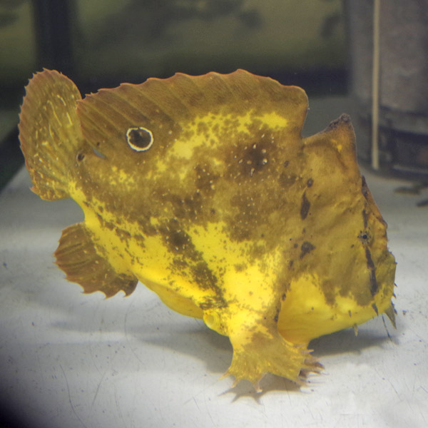 楽天市場 熱帯魚 生体 限定特価 水族館レベルの怪魚 ジャワ産 淡水カエルアンコウ 過去最大サイズ 約18ｃｍ ブラキッシュウォーターフロッグフィッシュ 代引不可 水槽 熱帯魚 観賞魚 飼育 生体 通販 販売 アクアリウム あくありうむ ネオス 楽天市場店