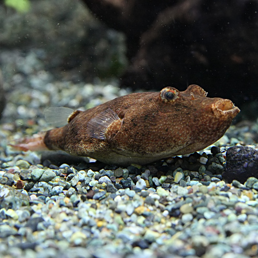 楽天市場 熱帯魚 生体 テトラオドン ミウルス 約3ｃｍ １匹 水槽 熱帯魚 観賞魚 飼育 生体 通販 販売 アクアリウム あくありうむ ネオス 楽天市場店