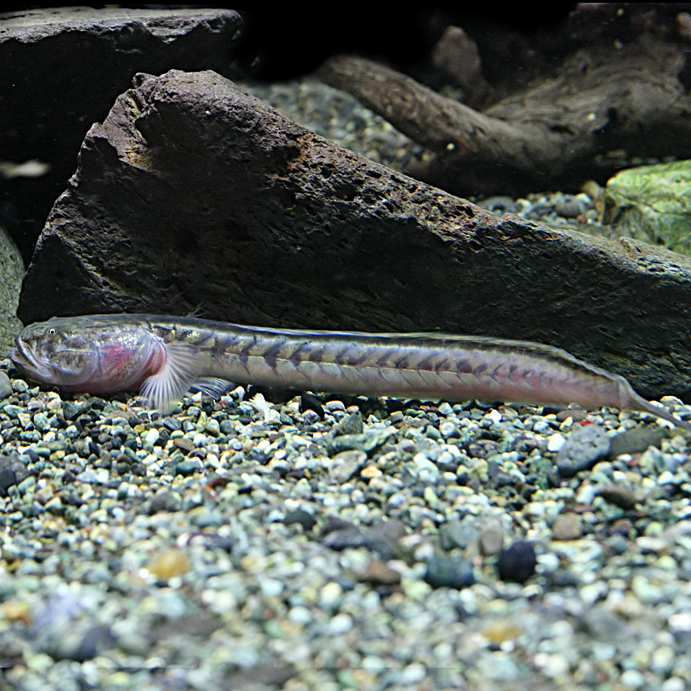 楽天市場 熱帯魚 生体 ドラゴンフィッシュ 約10 15cm １匹 水槽 熱帯魚 観賞魚 飼育 生体 通販 販売 アクアリウム あくありうむ ネオス 楽天市場店