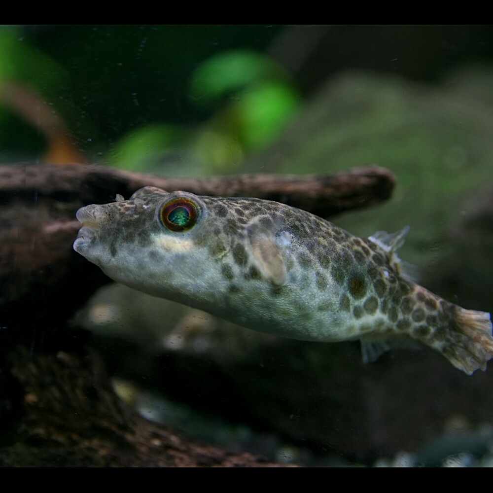 楽天市場 熱帯魚 生体 テトラオドン アベイ 約４cm １匹 水槽 熱帯魚 観賞魚 飼育 生体 通販 販売 アクアリウム あくありうむ ネオス 楽天市場店