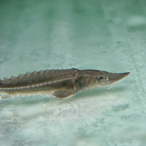 楽天市場 熱帯魚 生体 シロチョウザメ 約８cm １匹 水槽 熱帯魚 観賞魚 飼育 生体 通販 販売 アクアリウム あくありうむ ネオス 楽天市場店