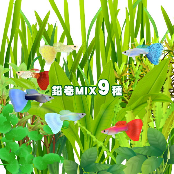 水草 おまかせ水草 前景〜後景 鉛巻きMIX ミックス ９種 前景〜後景までバランス良く揃ったオススメ商品です 特別セーフ