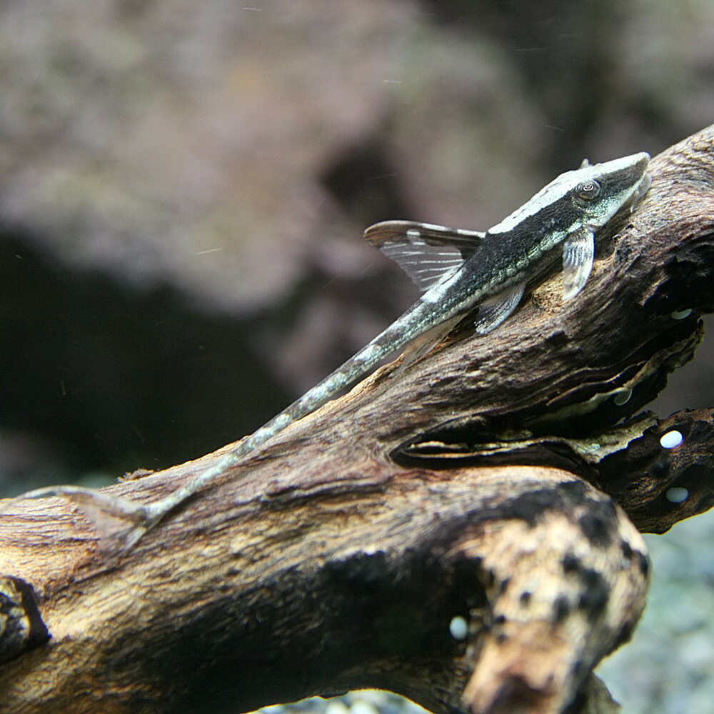 (熱帯魚 生体)ロイヤルファロウェラ(約3-5cm)(1匹)【水槽/熱帯魚/観賞魚/飼育】【生体】【通販/販売】【アクアリウム/あくありうむ】 (熱帯魚 生体)ロイヤルファロウェラ(約3-5cm)(1匹)【水槽/熱帯魚/観賞魚/飼育】【生体】【通販/販売】【アクアリウム/あくありうむ】