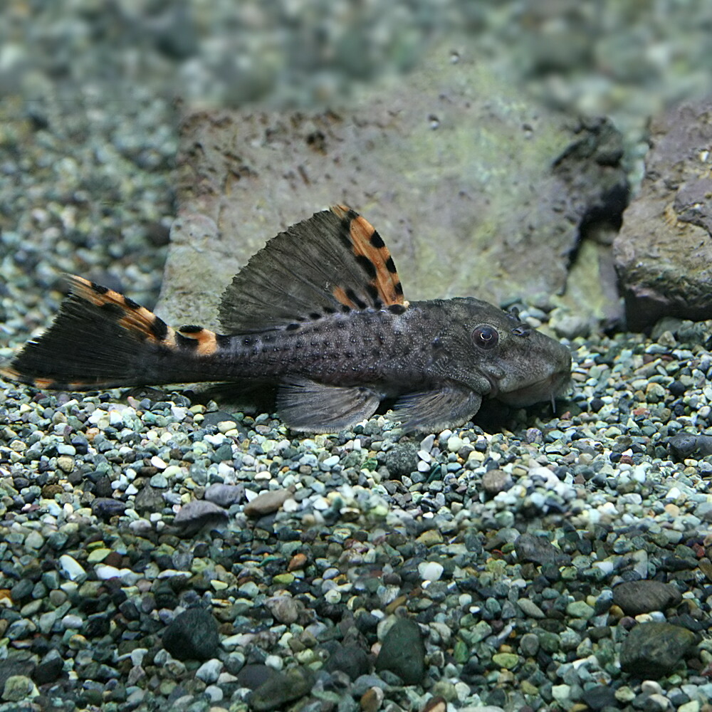 楽天市場 熱帯魚 生体 タイガーフィンサタンプレコ １０ｃｍ １匹 水槽 熱帯魚 観賞魚 飼育 生体 通販 販売 アクアリウム あくありうむ ネオス 楽天市場店