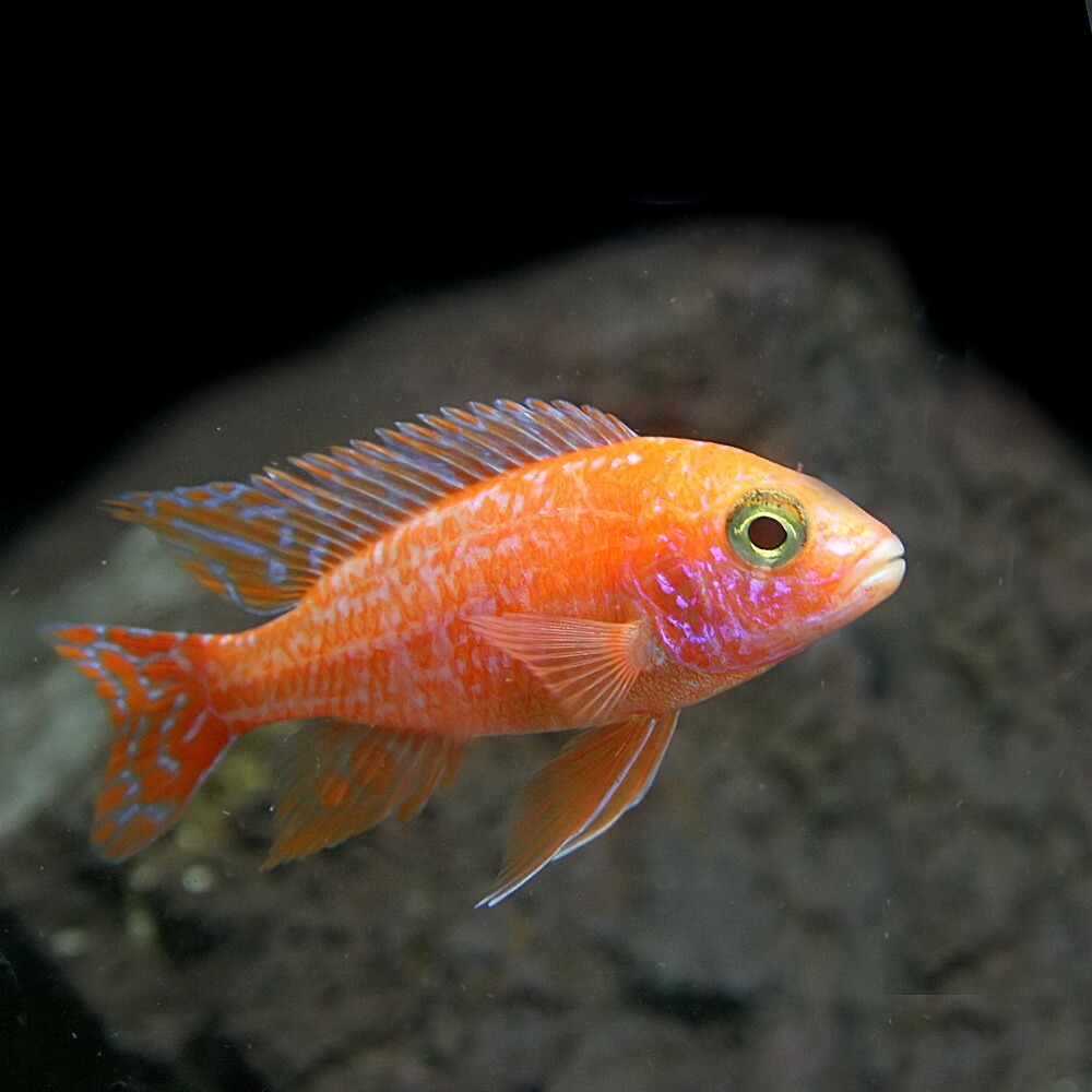 楽天市場】(熱帯魚)イエローストライプシクリッド （約２-３cm）（４匹）【水槽/熱帯魚/観賞魚/飼育】【生体】【通販/販売】【アクアリウム/あくありうむ】【小型】  : ネオス 楽天市場店