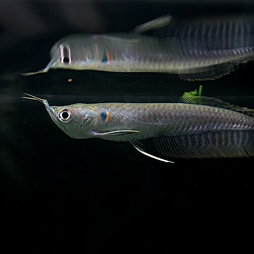 楽天市場 熱帯魚 生体 シルバーアロワナ アンダーバイト １０cm １匹 水槽 熱帯魚 観賞魚 飼育 生体 通販 販売 アクアリウム あくありうむ ネオス 楽天市場店