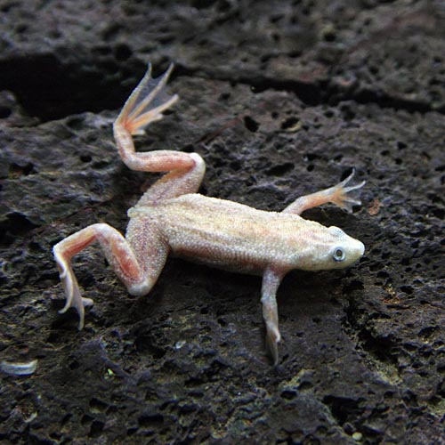 ブリキ　カエルセット3体 2025年最新】カエル ブリキの人気アイテム - メルカリ