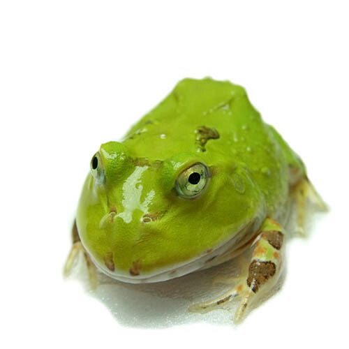 楽天市場 両生類 ホオコケツノガエル 約６cm １匹 水槽 熱帯魚 観賞魚 飼育 生体 通販 販売 アクアリウム あくありうむ ネオス 楽天市場店