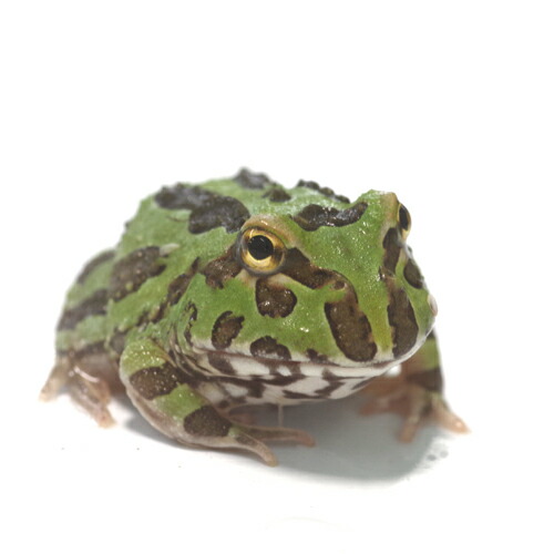 ブリキ　カエルセット3体 楽天市場】(両生類)アジアウキガエル （約3cm）(3匹) : ネオス
