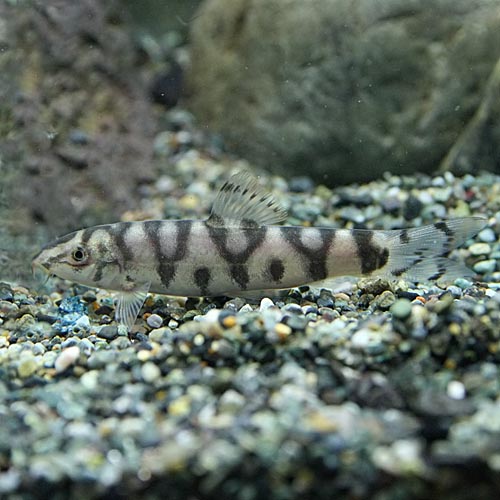 楽天市場 熱帯魚 生体 パキスタンローチ 約４ ５cm ３匹 水槽 熱帯魚 観賞魚 飼育 生体 通販 販売 アクアリウム あくありうむ ネオス 楽天市場店