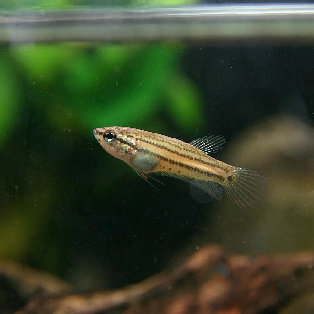 楽天市場 熱帯魚 生体 ベタ シャムオリエンタリス 約2cm 1匹 水槽 熱帯魚 観賞魚 飼育 生体 通販 販売 アクアリウム あくありうむ ネオス 楽天市場店 楽天市場 熱帯魚 生体 ベタ シャムオリエンタリス 約2cm 1匹 水槽 熱帯魚 観賞魚 飼育 生体 通販 販売 アクアリウム あくありうむ ネオス 楽天市場店