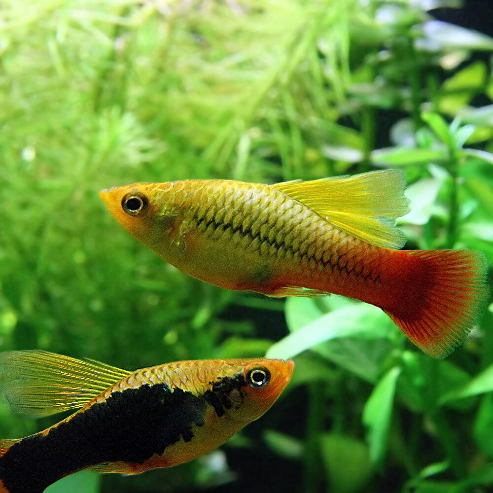 楽天市場 熱帯魚 生体 ミックスハイフィンバリアタス 約３ｃｍ ３匹 水槽 熱帯魚 観賞魚 飼育 生体 通販 販売 アクアリウム あくありうむ ネオス 楽天市場店