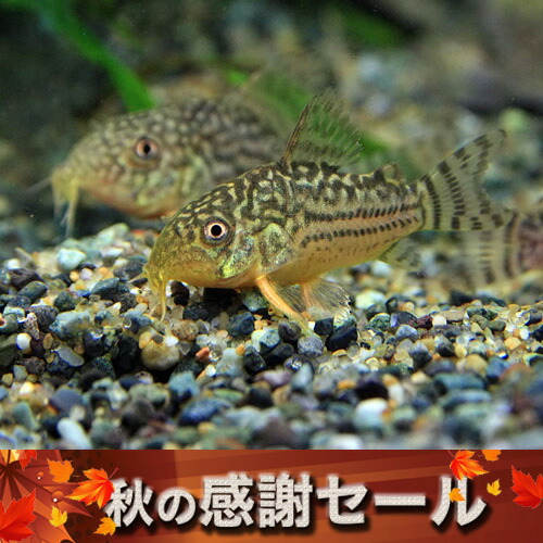 生体 約７ ８cm ピラニアナッテリー 熱帯魚 生体 水槽