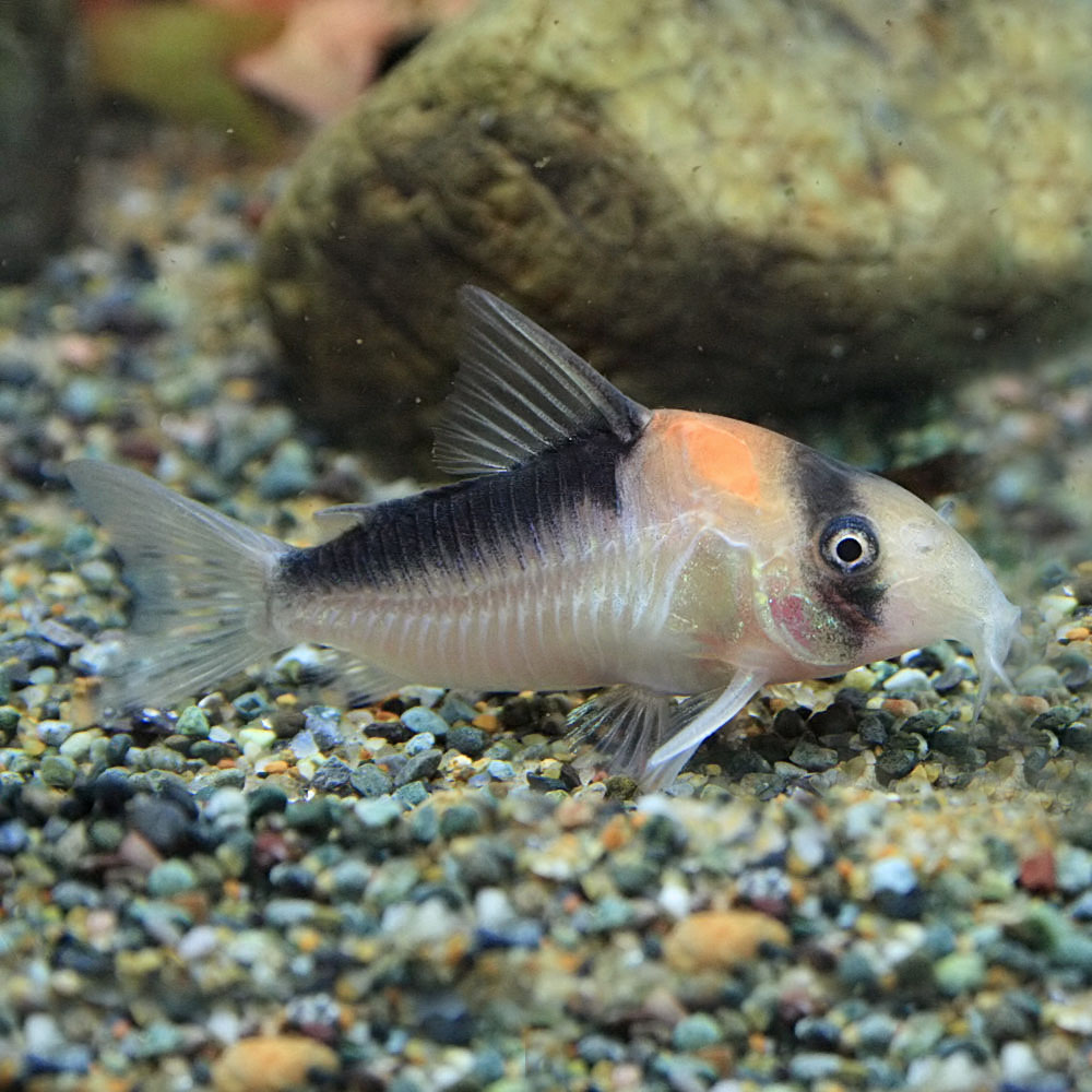 楽天市場 熱帯魚 生体 コリドラス アドルフォイ 約３cm １匹 水槽 熱帯魚 観賞魚 飼育 生体 通販 販売 アクアリウム あくありうむ ネオス 楽天市場店