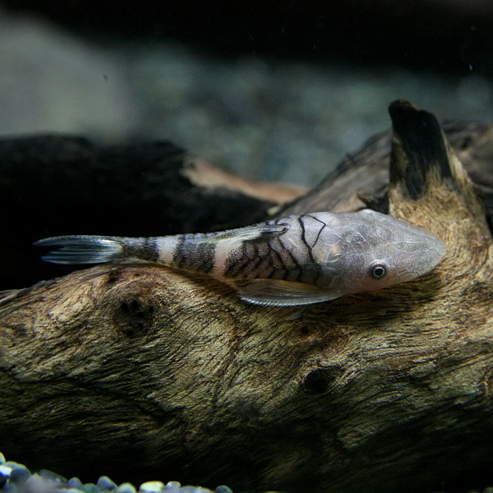 楽天市場 熱帯魚 生体 ボルケーノオトシン 約２ ５cm １匹 水槽 熱帯魚 観賞魚 飼育 生体 通販 販売 アクアリウム あくありうむ ネオス 楽天市場店