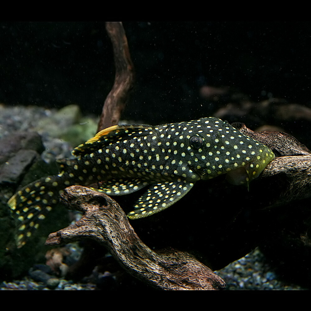 楽天市場 熱帯魚 生体 オレンジフィンカイザープレコ 約１０cm １匹 水槽 熱帯魚 観賞魚 飼育 生体 通販 販売 アクアリウム あくありうむ ネオス 楽天市場店