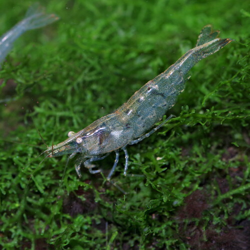 楽天市場 エビ ミナミヌマエビ 約１ ３cm １０匹 水槽 熱帯魚 観賞魚 飼育 生体 通販 販売 アクアリウム あくありうむ ネオス 楽天市場店