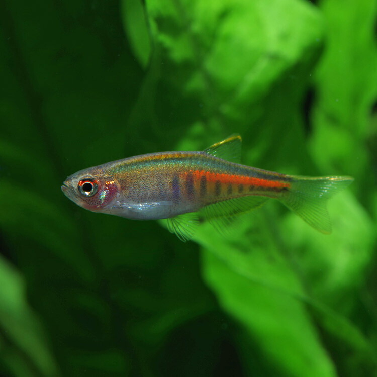 楽天市場】(熱帯魚 生体)オレンジグリッターダニオ （約2cm）（4匹