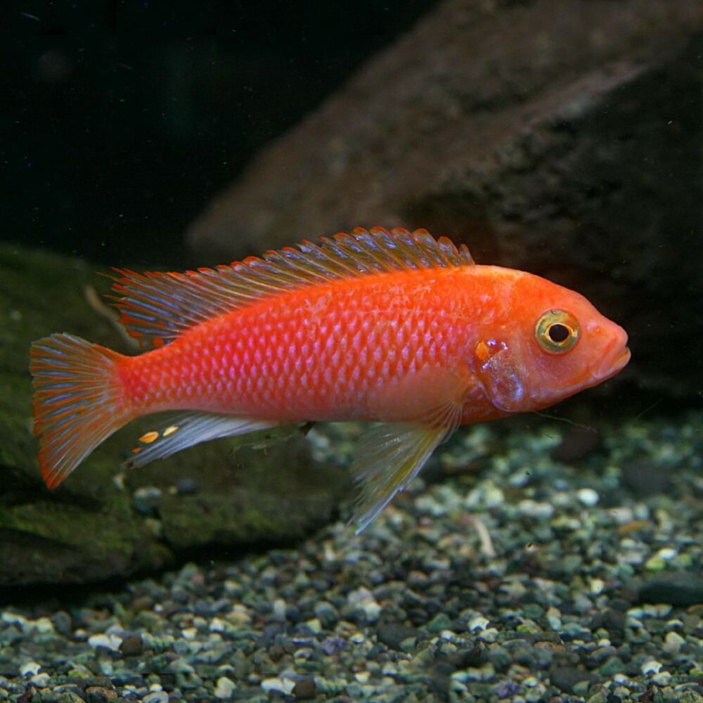 楽天市場 熱帯魚 生体 ブラッドレッドゼブラシクリッド 約７cm １匹 水槽 熱帯魚 観賞魚 飼育 生体 通販 販売 アクアリウム あくありうむ ネオス 楽天市場店