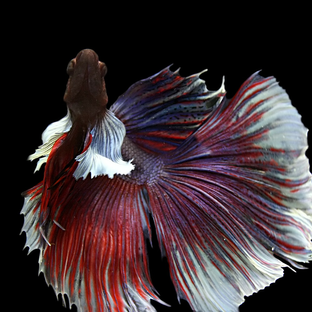 熱帯魚 生体 ベタ ハーフムーン エレファントイヤー オス 約 Cm 匹 色おまかせ 水槽 熱帯魚 観賞魚 飼育 生体 通販 販売 アクアリウム あくありうむ Cooltonindia Com