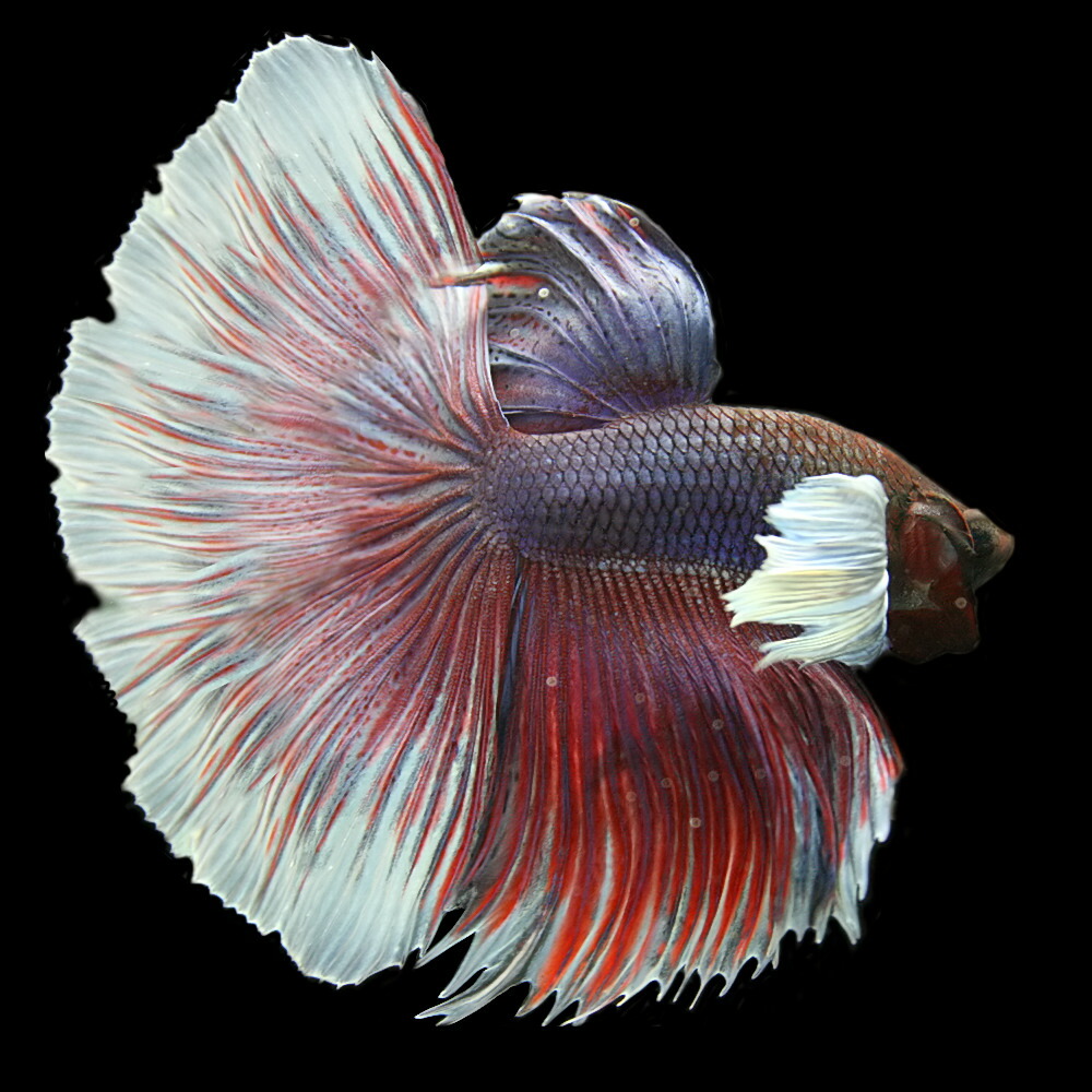 熱帯魚 生体 ベタ ハーフムーン エレファントイヤー オス 約 Cm 匹 色おまかせ 水槽 熱帯魚 観賞魚 飼育 生体 通販 販売 アクアリウム あくありうむ Cooltonindia Com