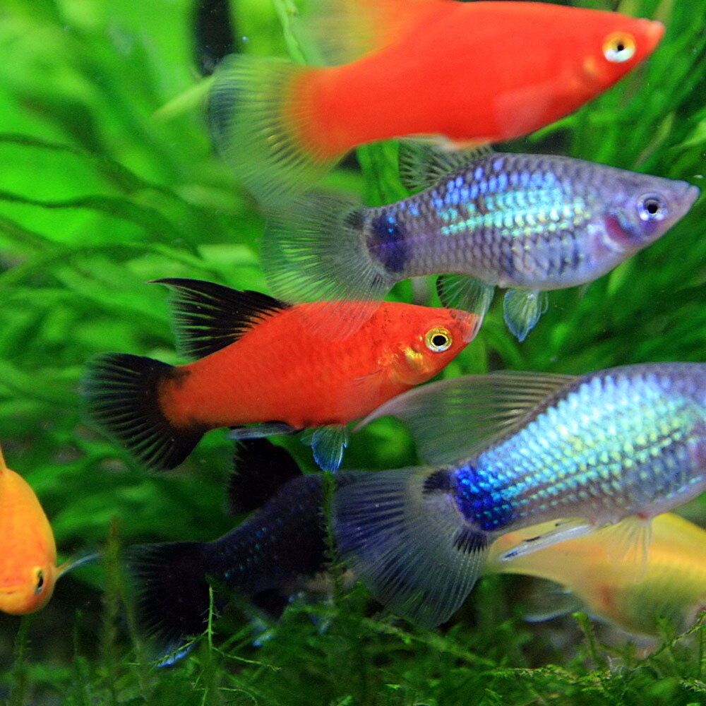 楽天市場 熱帯魚 生体 ミックスハイフィンプラティ 約３ｃｍ 10匹 水槽 熱帯魚 観賞魚 飼育 生体 通販 販売 アクアリウム あくありうむ ネオス 楽天市場店