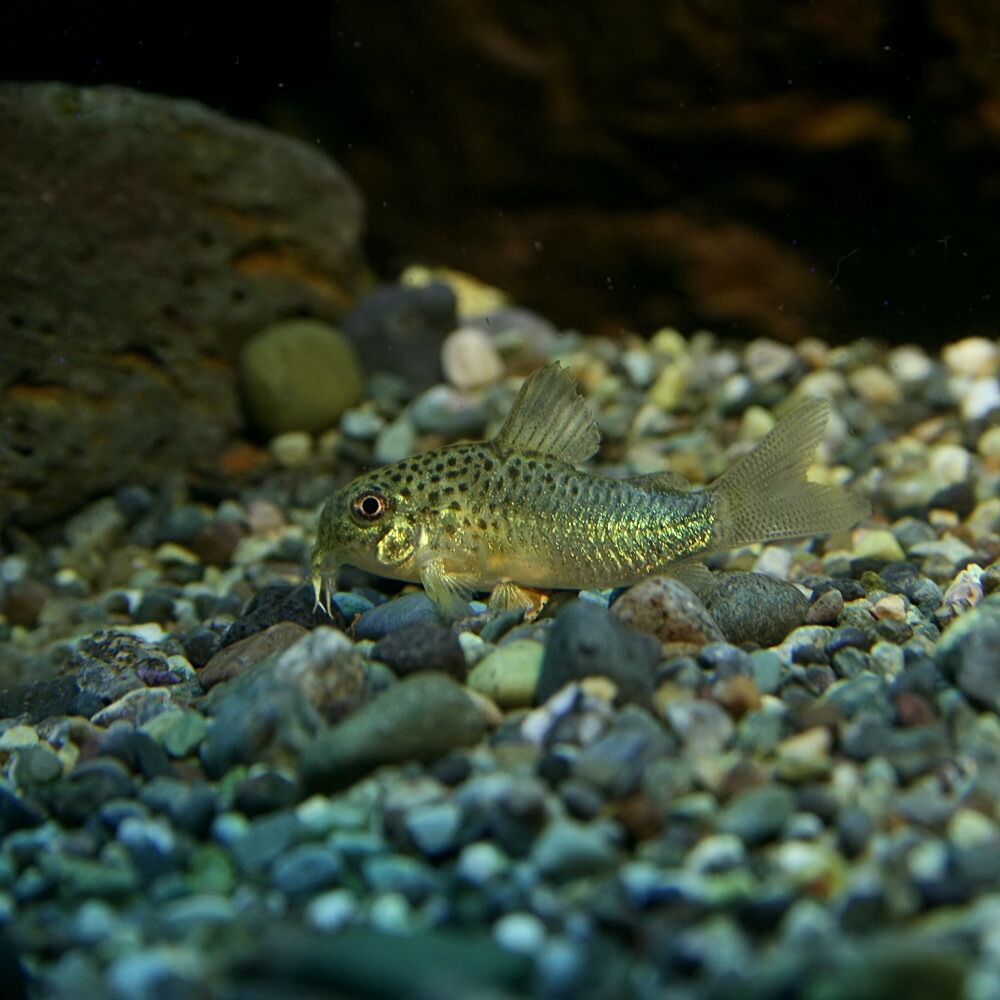 楽天市場 熱帯魚 生体 コリドラス シミリス 約２ ３cm １匹 水槽 熱帯魚 観賞魚 飼育 生体 通販 販売 アクアリウム あくありうむ ネオス 楽天市場店