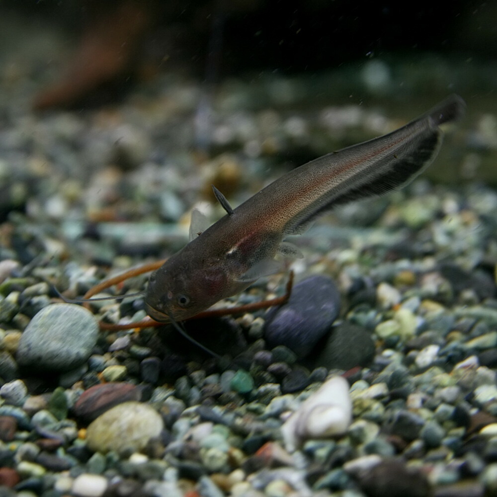 楽天市場 熱帯魚 生体 ビワコオオナマズ 約７cm １匹 水槽 熱帯魚 観賞魚 飼育 生体 通販 販売 アクアリウム あくありうむ ネオス 楽天市場店