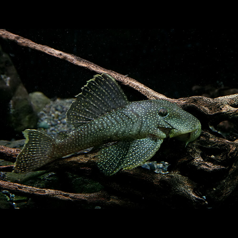 楽天市場 熱帯魚 生体 スターダスト オレンジフィンカイザープレコ 約１０cm １匹 水槽 熱帯魚 観賞魚 飼育 生体 通販 販売 アクアリウム あくありうむ ネオス 楽天市場店
