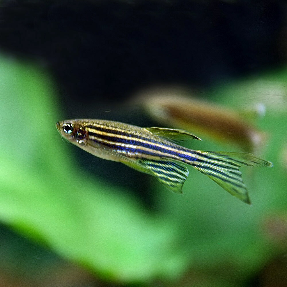 楽天市場 楽天市場 熱帯魚 生体 ロングフィンゼブラダニオ 約３cm １００匹 水槽 熱帯魚 観賞魚 飼育 生体 通販 販売 アクアリウム あくありうむ ネオス 楽天市場店 爆売り Www Psht Or Id