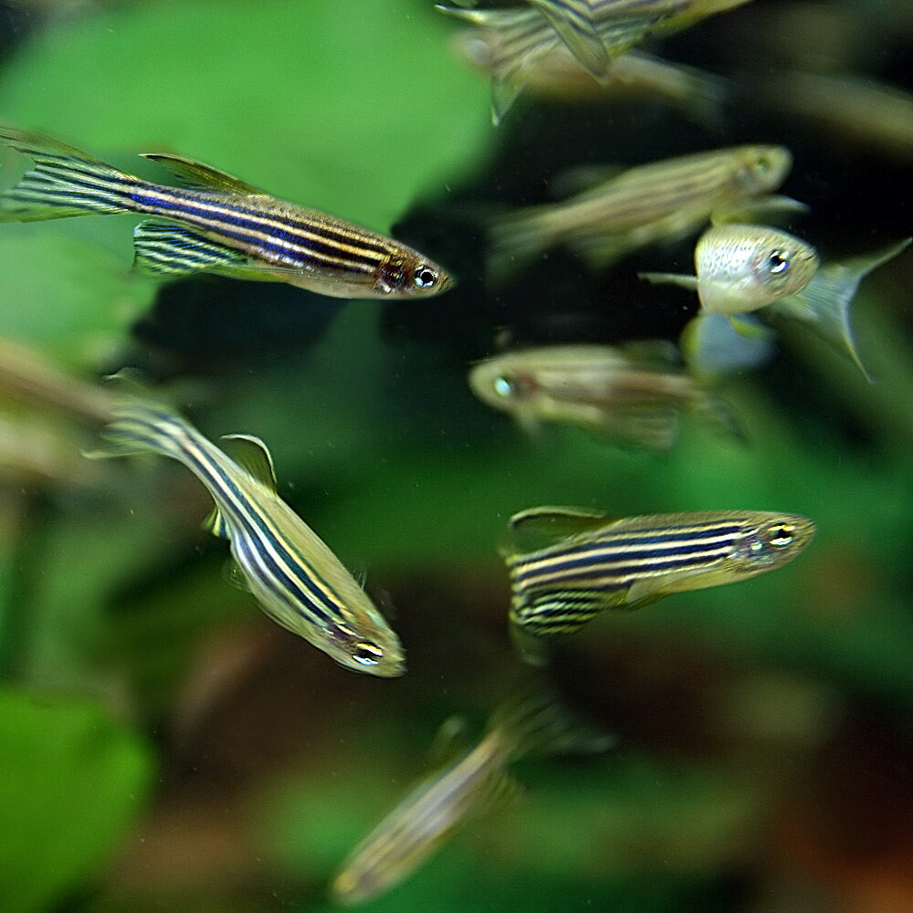 楽天市場 楽天市場 熱帯魚 生体 ロングフィンゼブラダニオ 約３cm １００匹 水槽 熱帯魚 観賞魚 飼育 生体 通販 販売 アクアリウム あくありうむ ネオス 楽天市場店 爆売り Www Psht Or Id