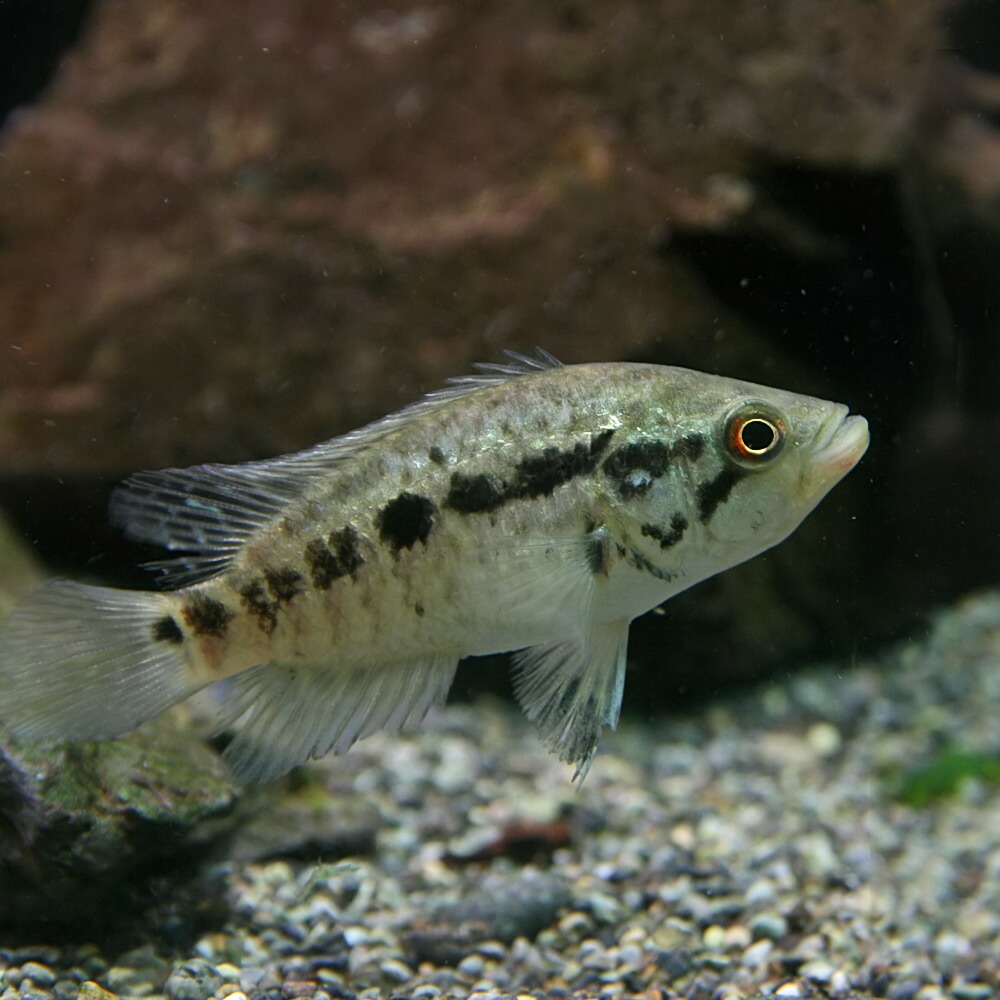 楽天市場 熱帯魚 生体 ナンドプシス マナグエンセ 約６cm １匹 水槽 熱帯魚 観賞魚 飼育 生体 通販 販売 アクアリウム あくありうむ ネオス 楽天市場店