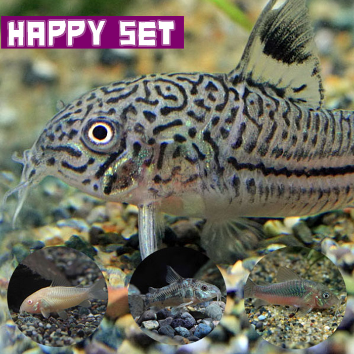 楽天市場】(スーパーセール)(熱帯魚 生体)コリドラス パンダ【ブリード】 （約２cm）（６匹） : ネオス 楽天市場店