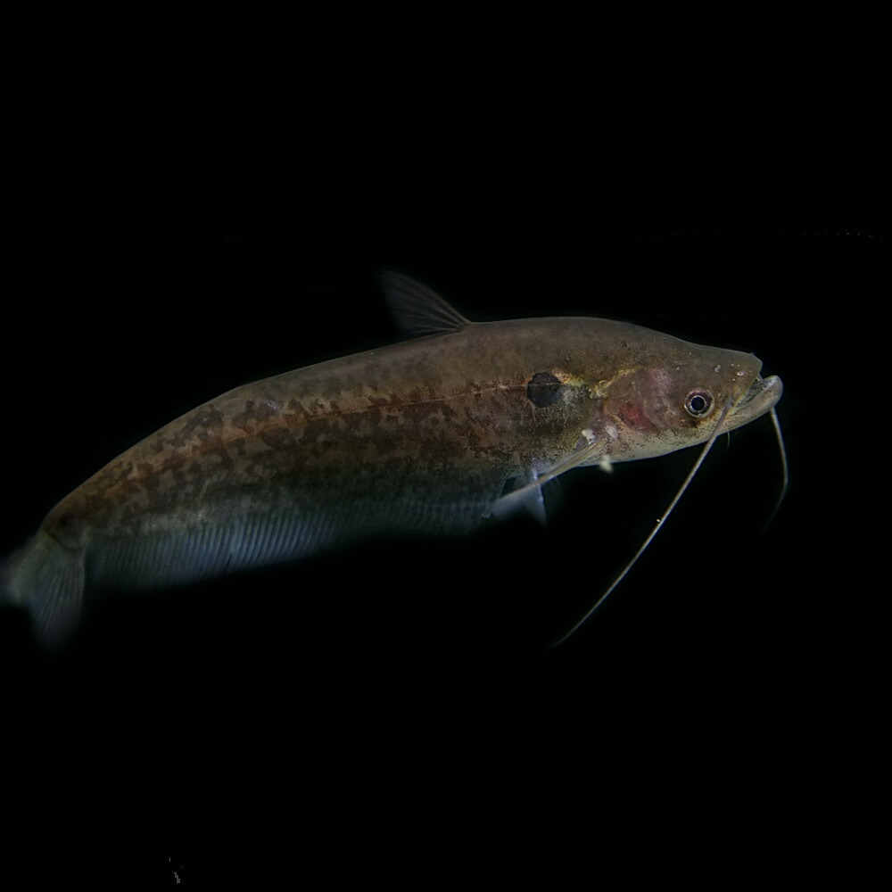 楽天市場 熱帯魚 生体 オンポック ビマクラータス 約１２cm １匹 水槽 熱帯魚 観賞魚 飼育 生体 通販 販売 アクアリウム あくありうむ ネオス 楽天市場店