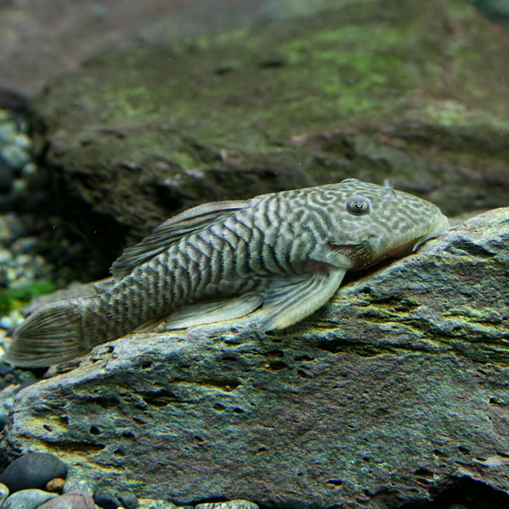 楽天市場 熱帯魚 生体 ダルマプレコ 約６cm １匹 水槽 熱帯魚 観賞魚 飼育 生体 通販 販売 アクアリウム あくありうむ ネオス 楽天市場店