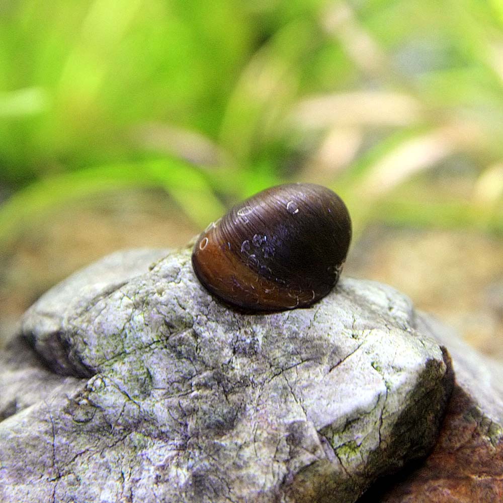 貝 カバグチカノコ貝 直径約 個 水槽 熱帯魚 観賞魚 飼育 生体 通販 販売 アクアリウム あくありうむ Korkmazmauritius Com