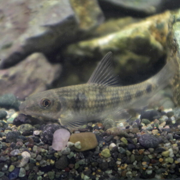 公式通販 熱帯魚 オススメ ガラ ルファ 約３cm ３５０匹 水槽 熱帯魚 観賞魚 飼育 生体 通販 販売 アクアリウム あくありうむ 激安の Ugs Ed Ao
