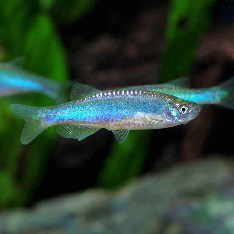 約１ ５ ４cm 生体 ピラニアナッテリー アクアリウム あくあり