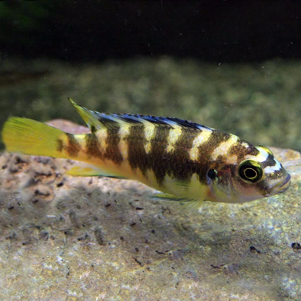 楽天市場 熱帯魚 生体 カメレオンシクリッド 約３cm ４匹 水槽 熱帯魚 観賞魚 飼育 生体 通販 販売 アクアリウム あくありうむ ネオス 楽天市場店