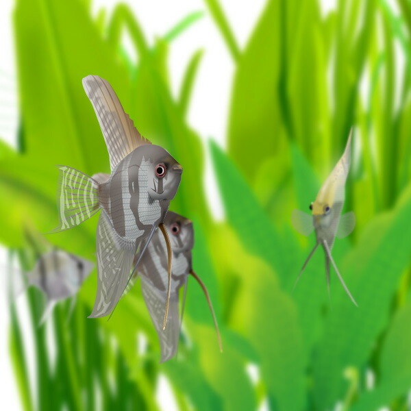 全国送料無料 ミックス エンゼルフィッシュ ３から５ＣＭ １０匹セット 淡水魚 熱帯魚 生体 即決 ミックスエンゼルフィッシュ Sサイズ(国産ブリード)(3匹) | チャーム