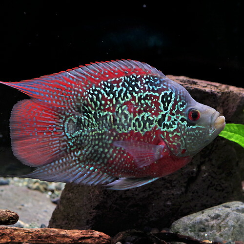 在庫残りわずか 熱帯魚 生体 ショートボディーフラワーホーン 約１１cm １匹 水槽 熱帯魚 観賞魚 飼育 生体 通販 販売 アクアリウム あくありうむ 人気再入荷 Antofagastaen100palabras Cl