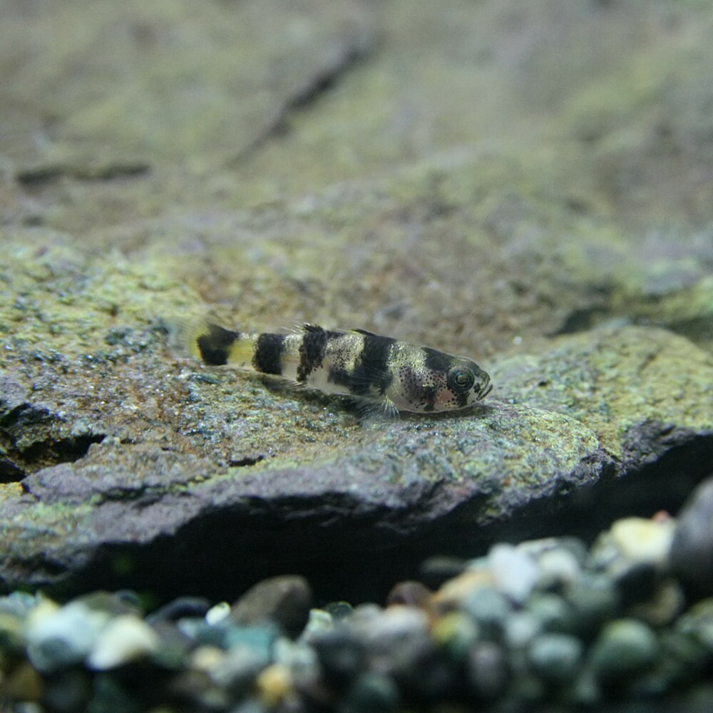 楽天市場 熱帯魚 生体 フレッシュウォーターバンブルビーゴビー 約0 7 1cm 1匹 水槽 熱帯魚 観賞魚 飼育 生体 通販 販売 アクアリウム あくありうむ ネオス 楽天市場店 楽天市場 熱帯魚 生体 フレッシュウォーターバンブルビーゴビー 約0 7 1cm 1匹 水槽 熱帯魚 観賞魚 飼育 生体 通販 販売 アクアリウム あくありうむ ネオス 楽天市場店