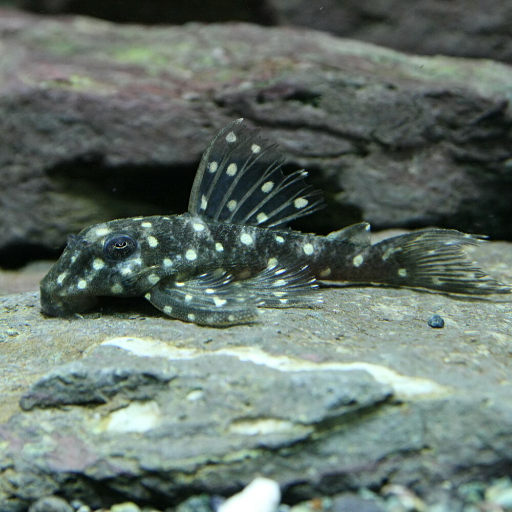 楽天市場 熱帯魚 生体 ファンシースポットペコルティア 約6cm 1匹 水槽 熱帯魚 観賞魚 飼育 生体 通販 販売 アクアリウム あくありうむ ネオス 楽天市場店 楽天市場 熱帯魚 生体 ファンシースポットペコルティア 約6cm 1匹 水槽 熱帯魚 観賞魚 飼育 生体 通販 販売 アクアリウム あくありうむ ネオス 楽天市場店